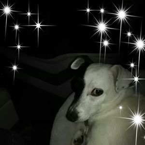 Meet your Posher, Judy